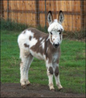 Click photo to enlarge image of miniature donkey for sale